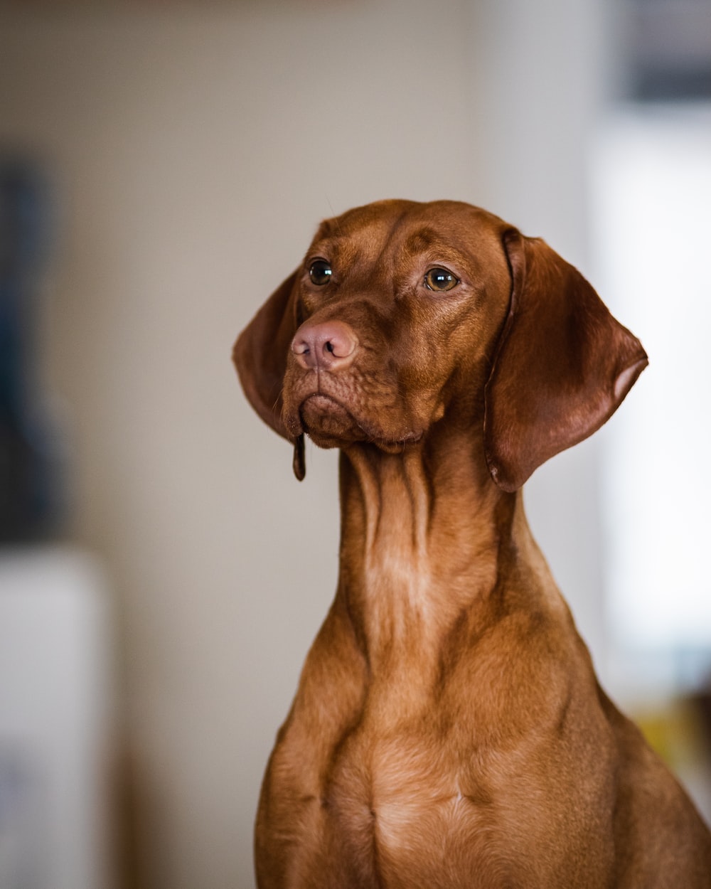 Guide to know about the breed Vizslas post thumbnail image