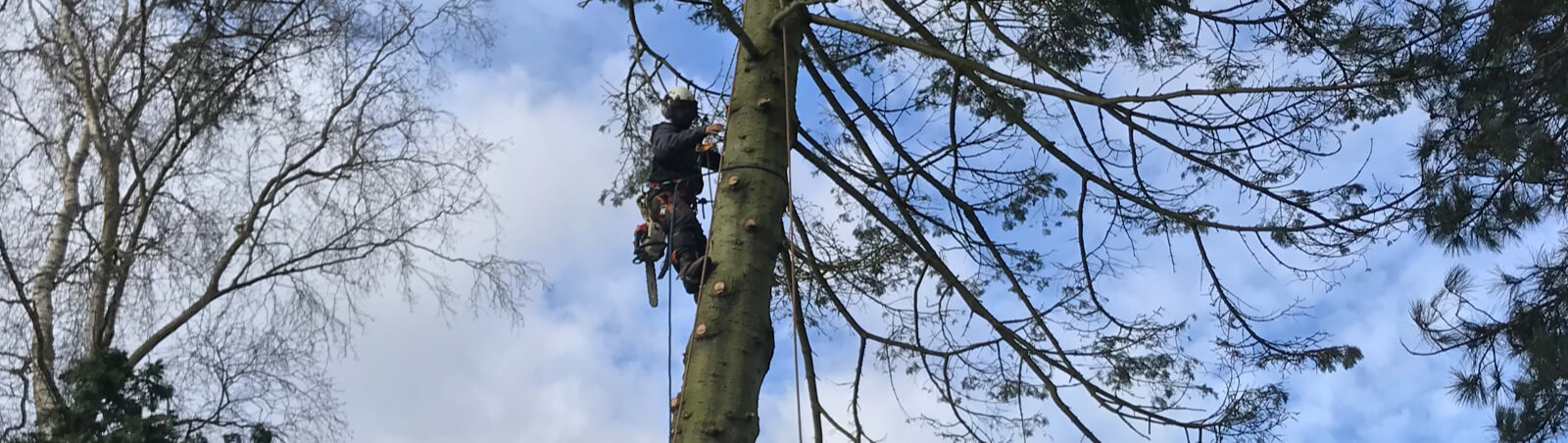 Know Everything About A Tree Surgeon Norwich Here post thumbnail image