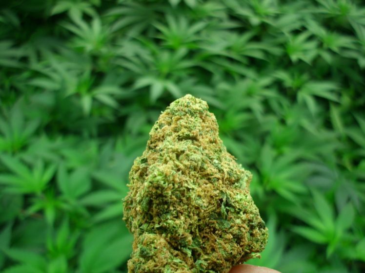 Best selling website for Cheap weed Canada post thumbnail image