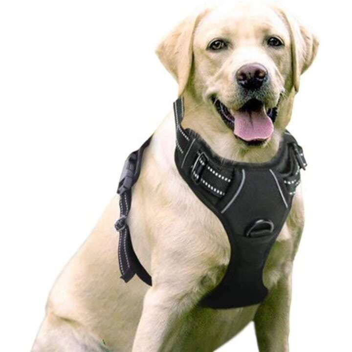 Top 5 Picks for the Best No Pull Harnesses for Walking Dogs post thumbnail image