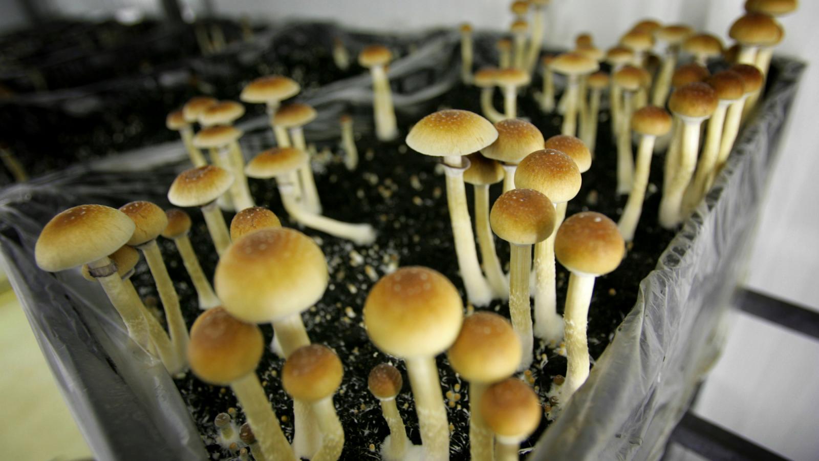 Many testimonials have rated magic mushrooms Detroit as effective post thumbnail image