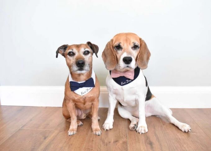 Wedding And Reception Planning: The Most Notable 6 Tips For Picking Out The Perfect Canine Wedding ceremony Outfit post thumbnail image