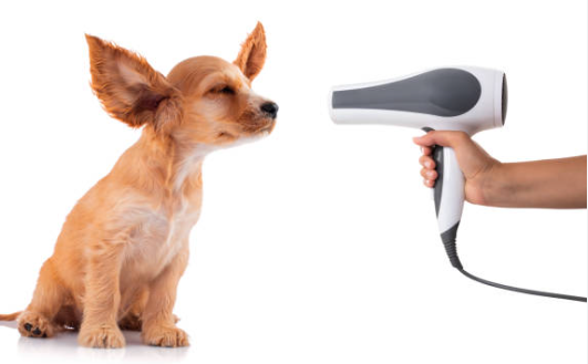 High Speed Puppy Blow Clothes dryer: Quickly & Effortless Grooming Options post thumbnail image