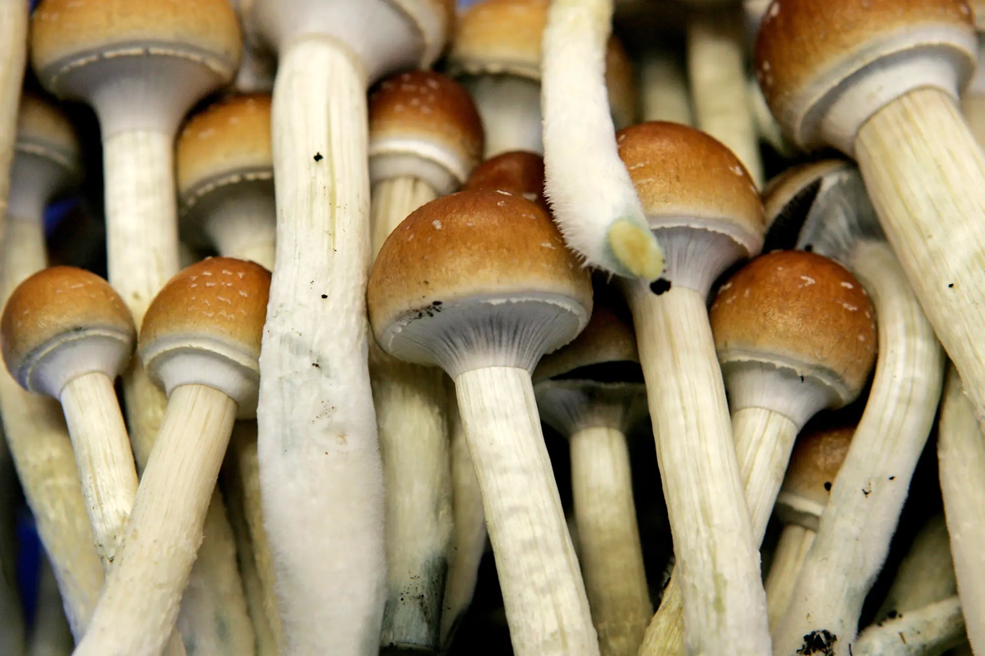 Learning the health risks of making use of wonder mushroom post thumbnail image